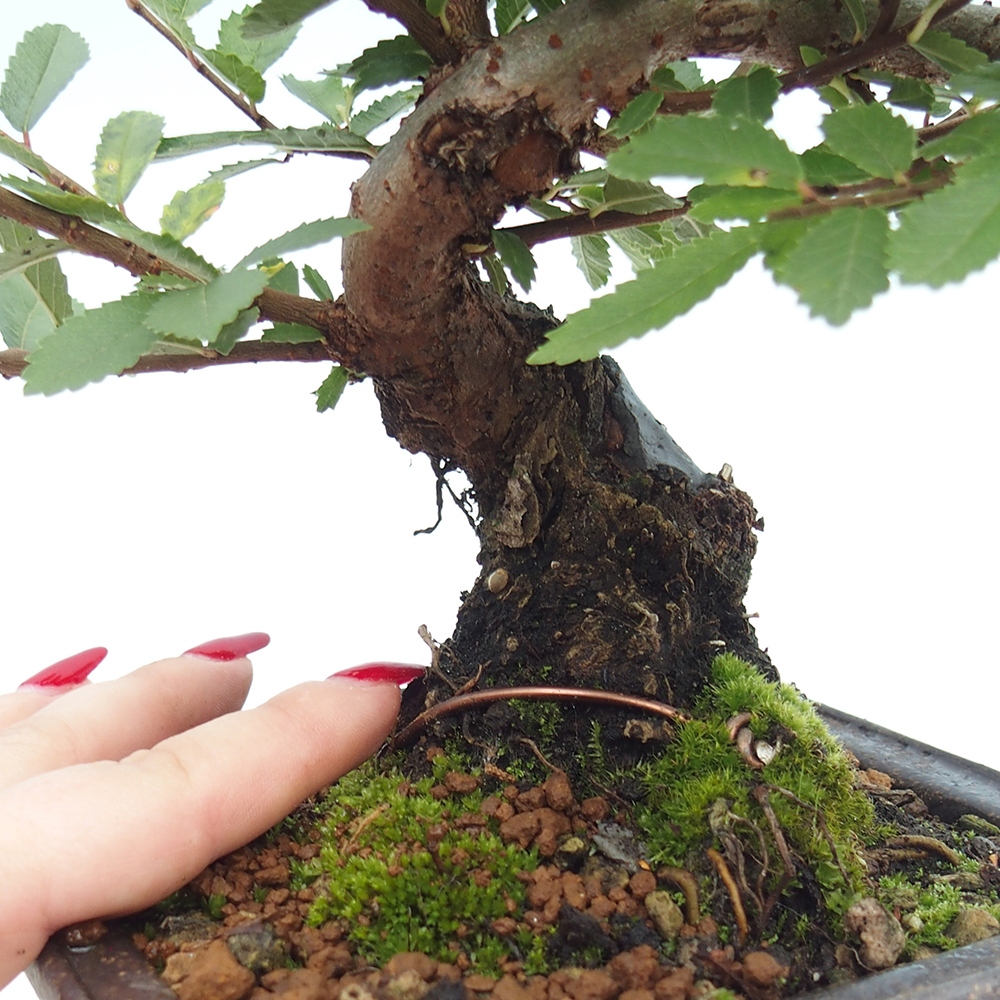 Bonsai da esterno - Zelkova - Zelkova NIRE