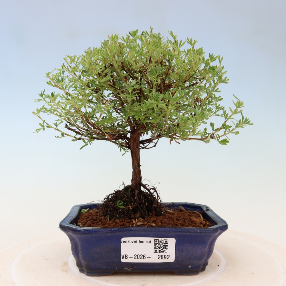 Bonsai da esterno - Potentilla fruticosa - Goldkissen