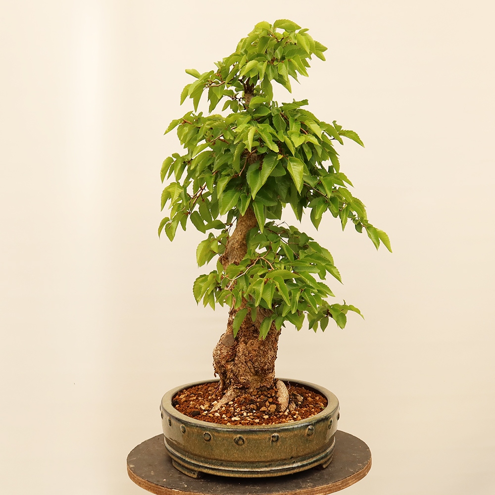 Bonsai da esterno -Carpinus Coreana - Carpino coreano