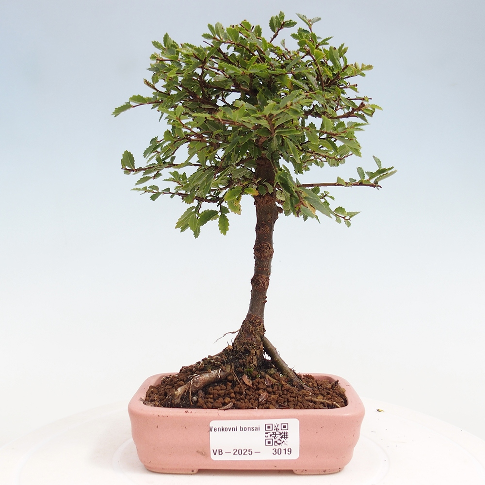Bonsai da esterno - Ulmus parvifolia Sagei - Olmo a foglie piccole