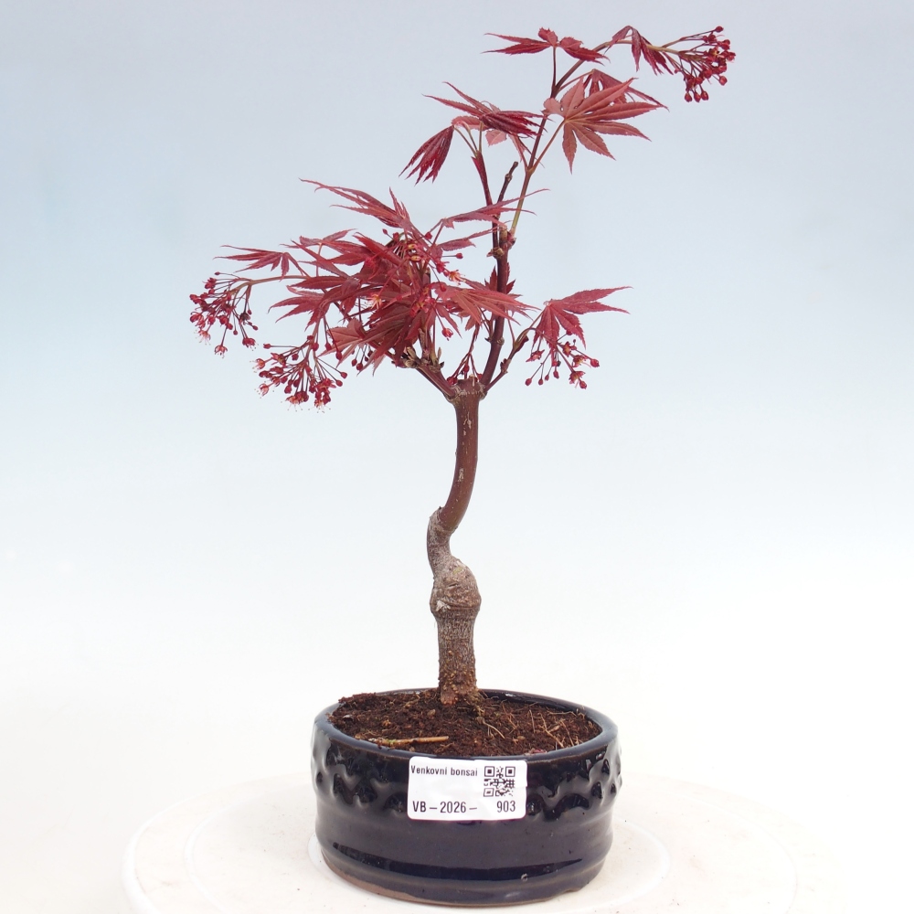 Bonsai da esterno - Palma Acer. Atropurpureum-Javor palmate