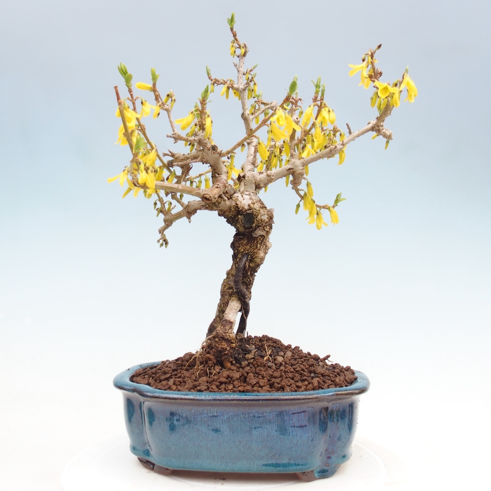 Bonsai da esterno - Zlatice - Forsythia koreana