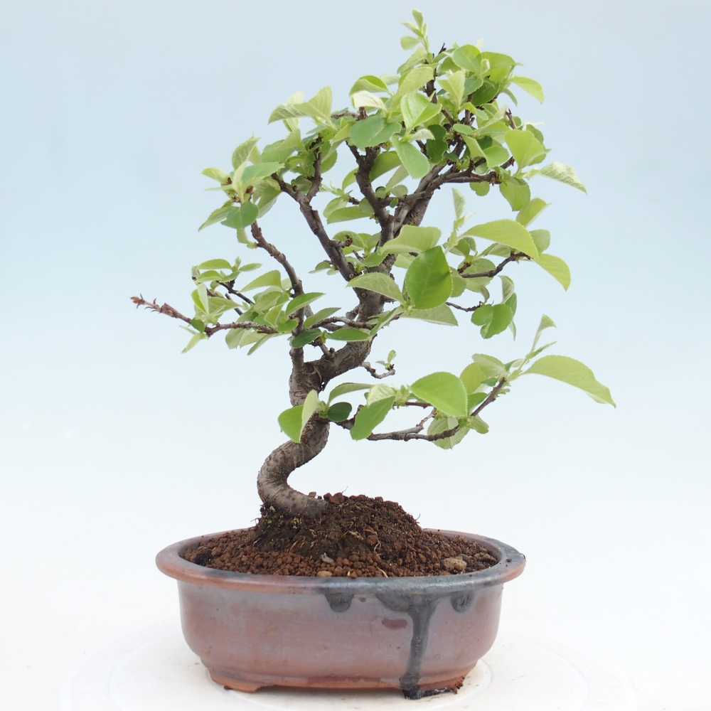 Bonsai da esterno - Chaneomeles chinensis