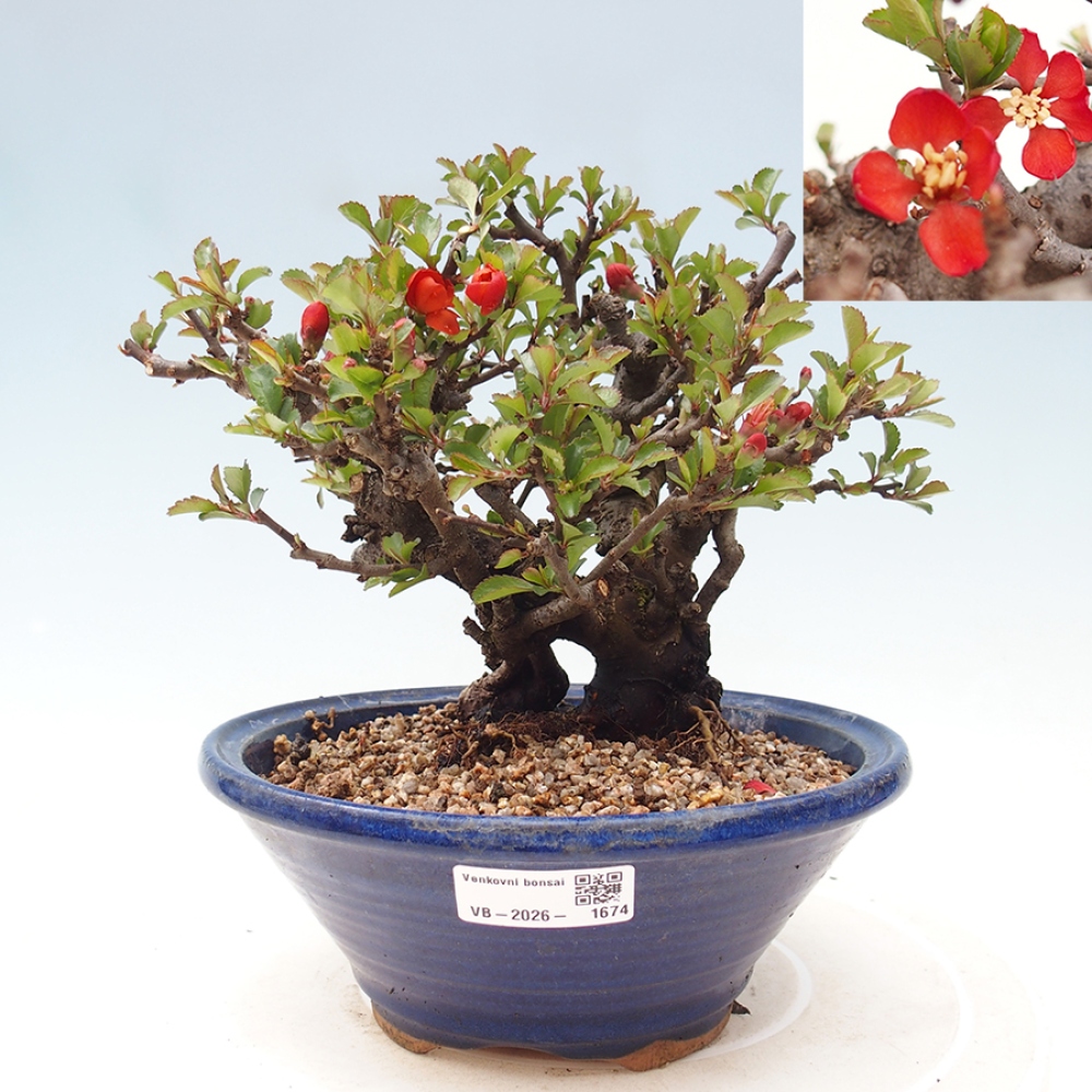 Bonsai da esterno - Chaneomeles speciosa - Cotogno
