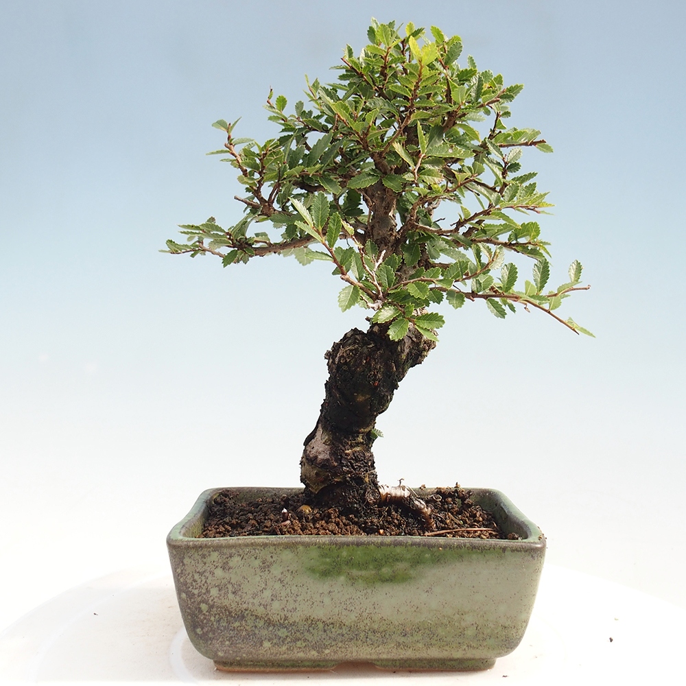 Bonsai da esterno - Zelkova - Zelkova NIRE