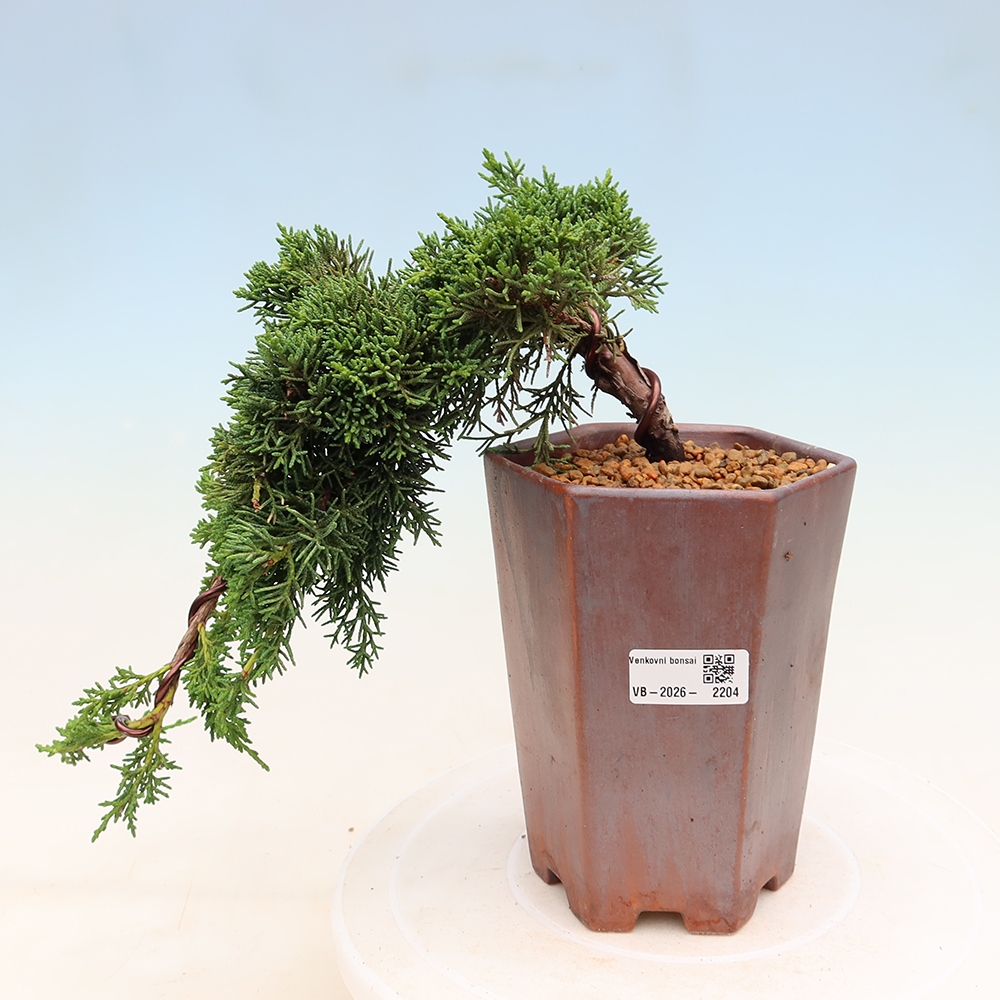 Bonsai da esterno - Juniperus chinensis Kishu