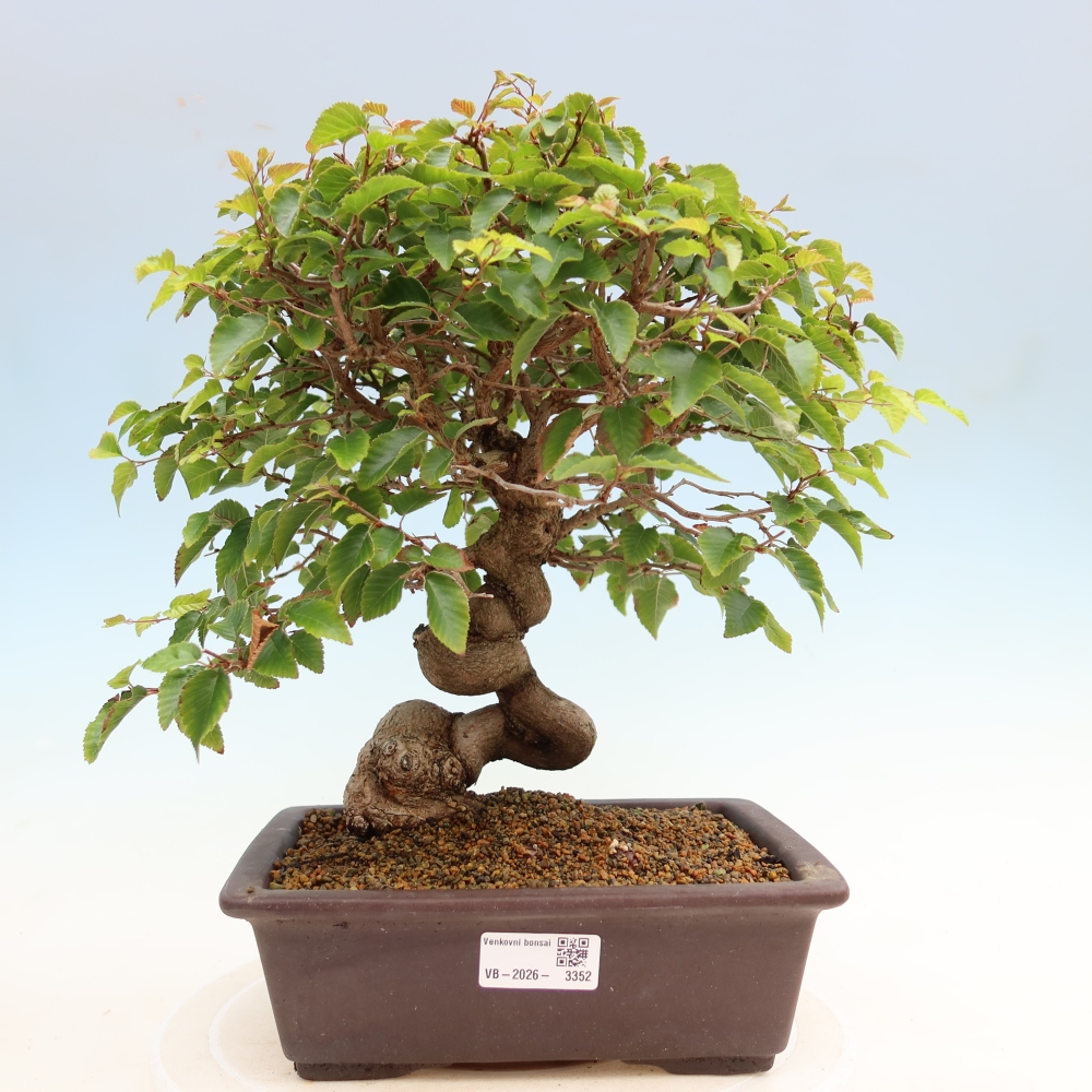 Bonsai da esterno -Carpinus Coreana - Carpino coreano