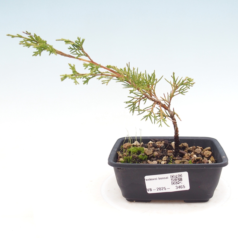 Bonsai da esterno - Juniperus chinensis Itoigawa