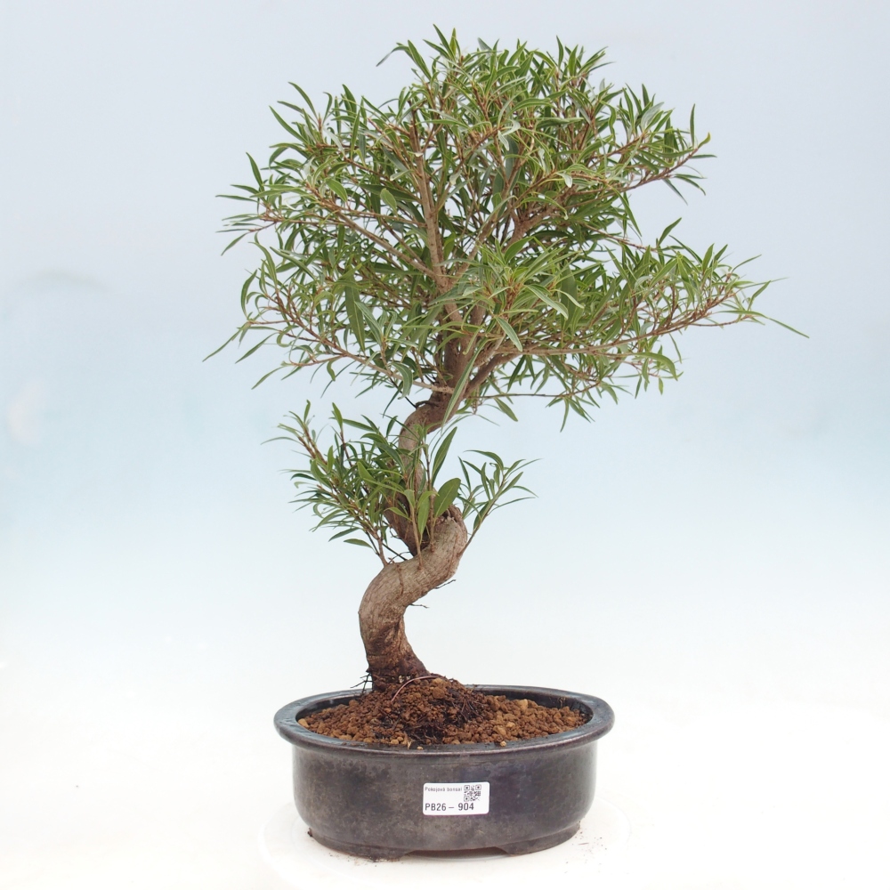 Camera bonsai - Ficus nerifolia - ficus a foglie piccole