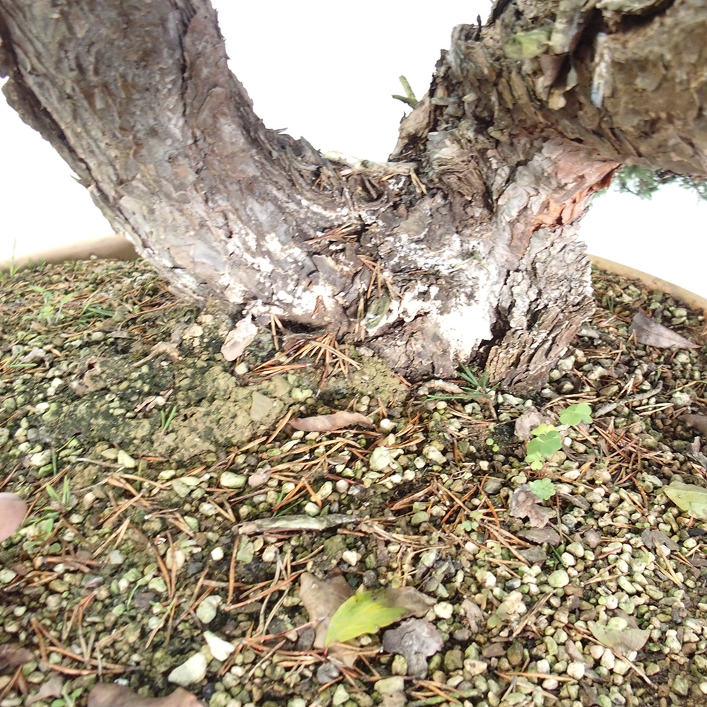 Yamadori - Pinus sylvestris Spagna