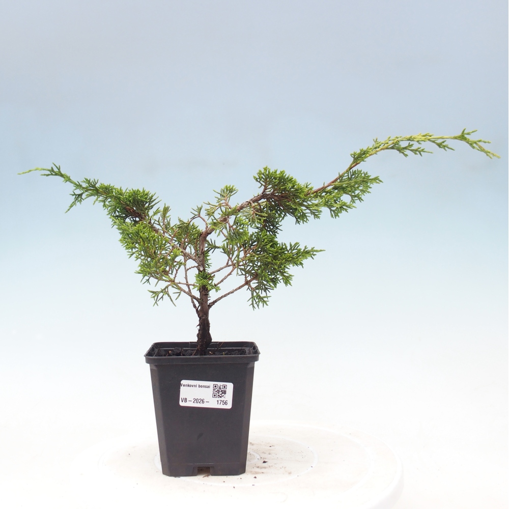 Bonsai da esterno - Juniperus chinensis Itoigawa