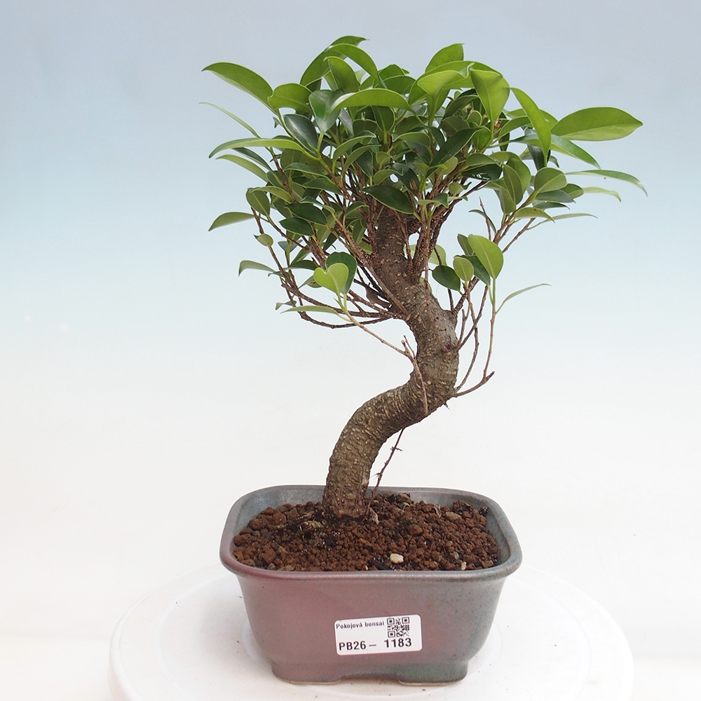 Camera bonsai - Ficus retusa - ficus a foglie piccole
