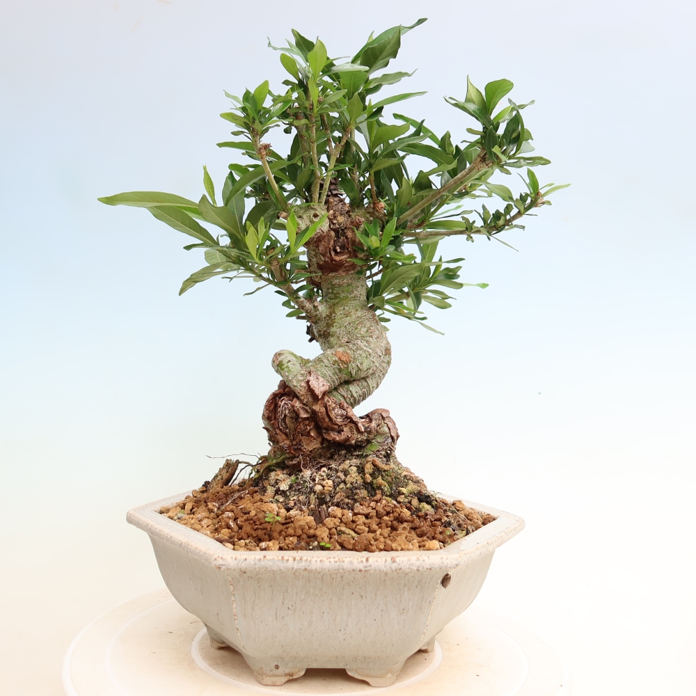 Camera bonsai - Gardenia jasminoides-Gardenia