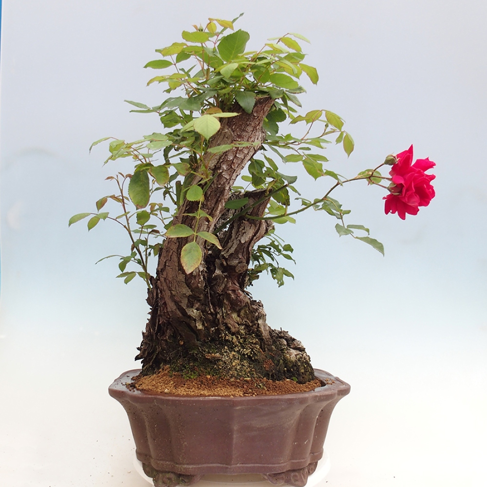 Bonsai da esterno - Rosa Kordes - rosa