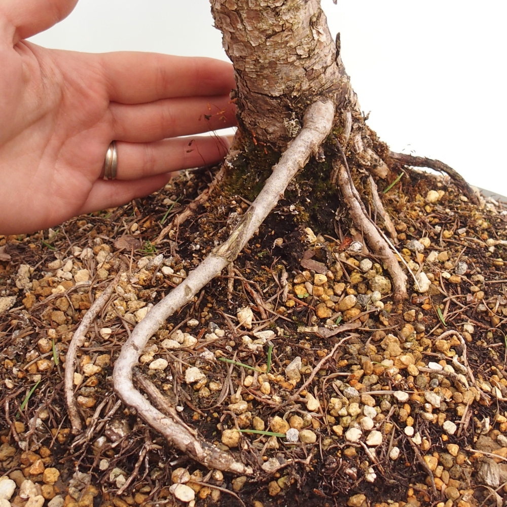 Bonsai da esterno -Larix decidua - Larice