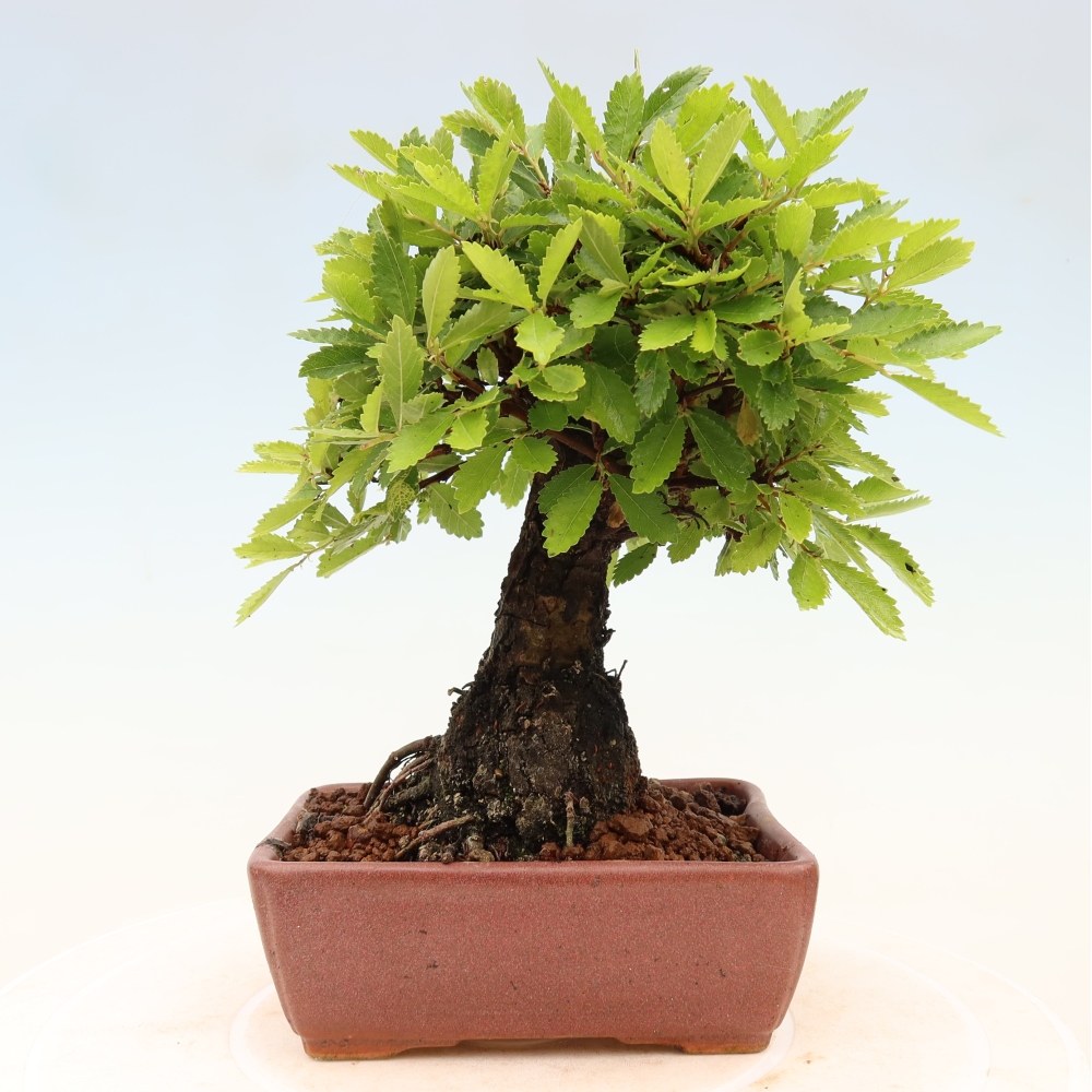 Bonsai da esterno - Zelkova - Zelkova NIRE