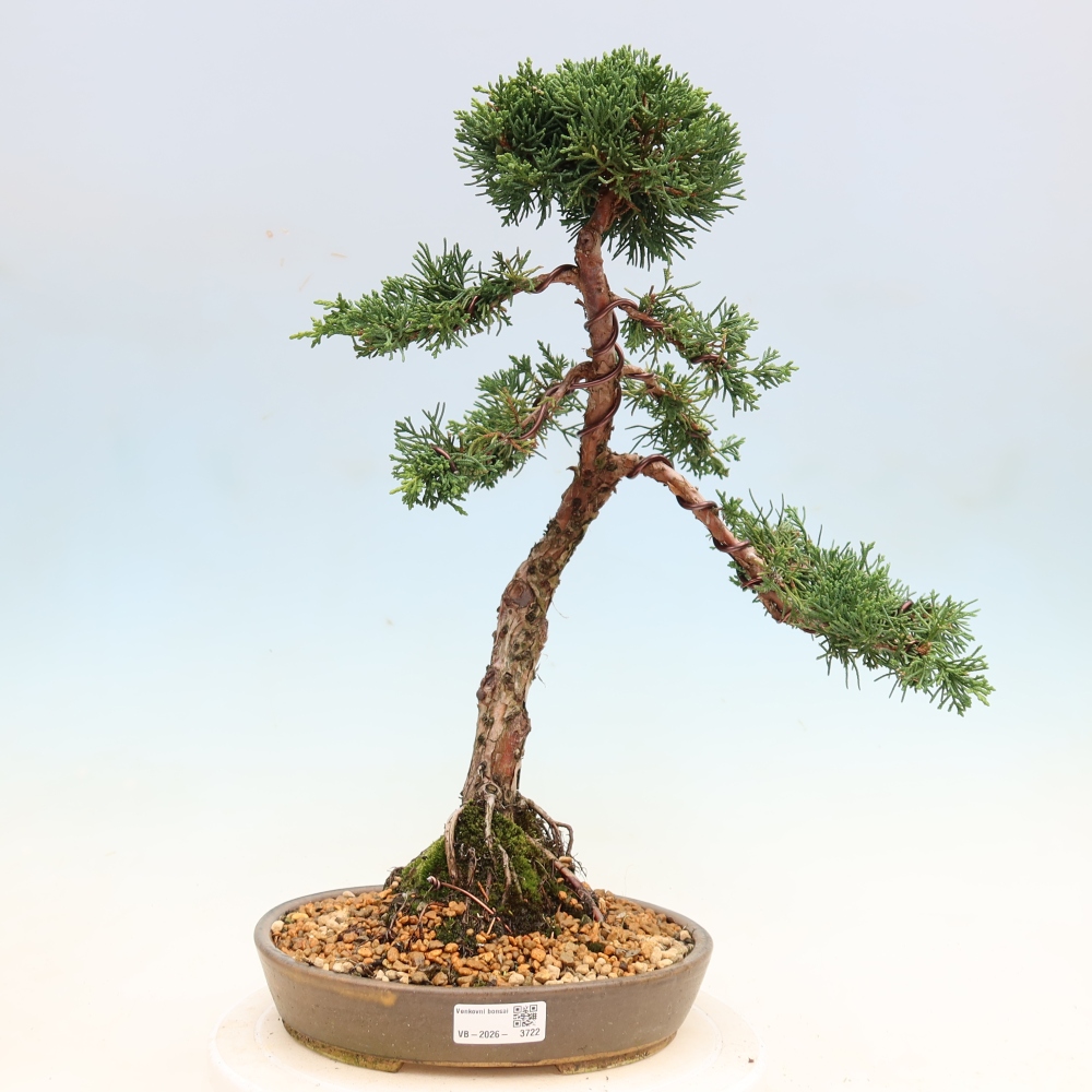Bonsai da esterno - Juniperus chinensis Kishu