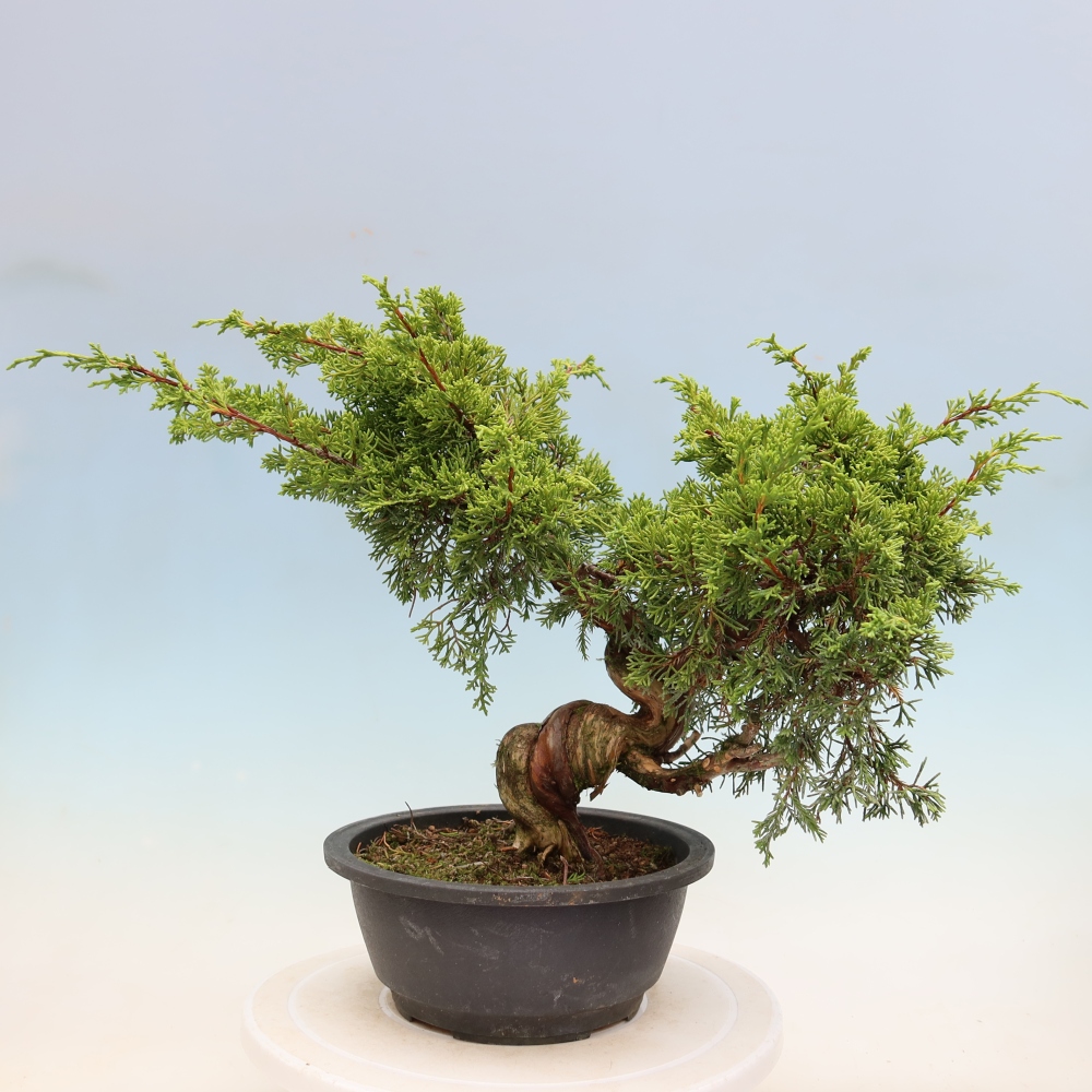 Bonsai da esterno - Juniperus chinensis Itoigawa-Juniperus chinensis