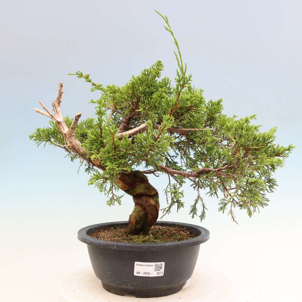 Bonsai da esterno - Juniperus chinensis Itoigawa-Juniperus chinensis