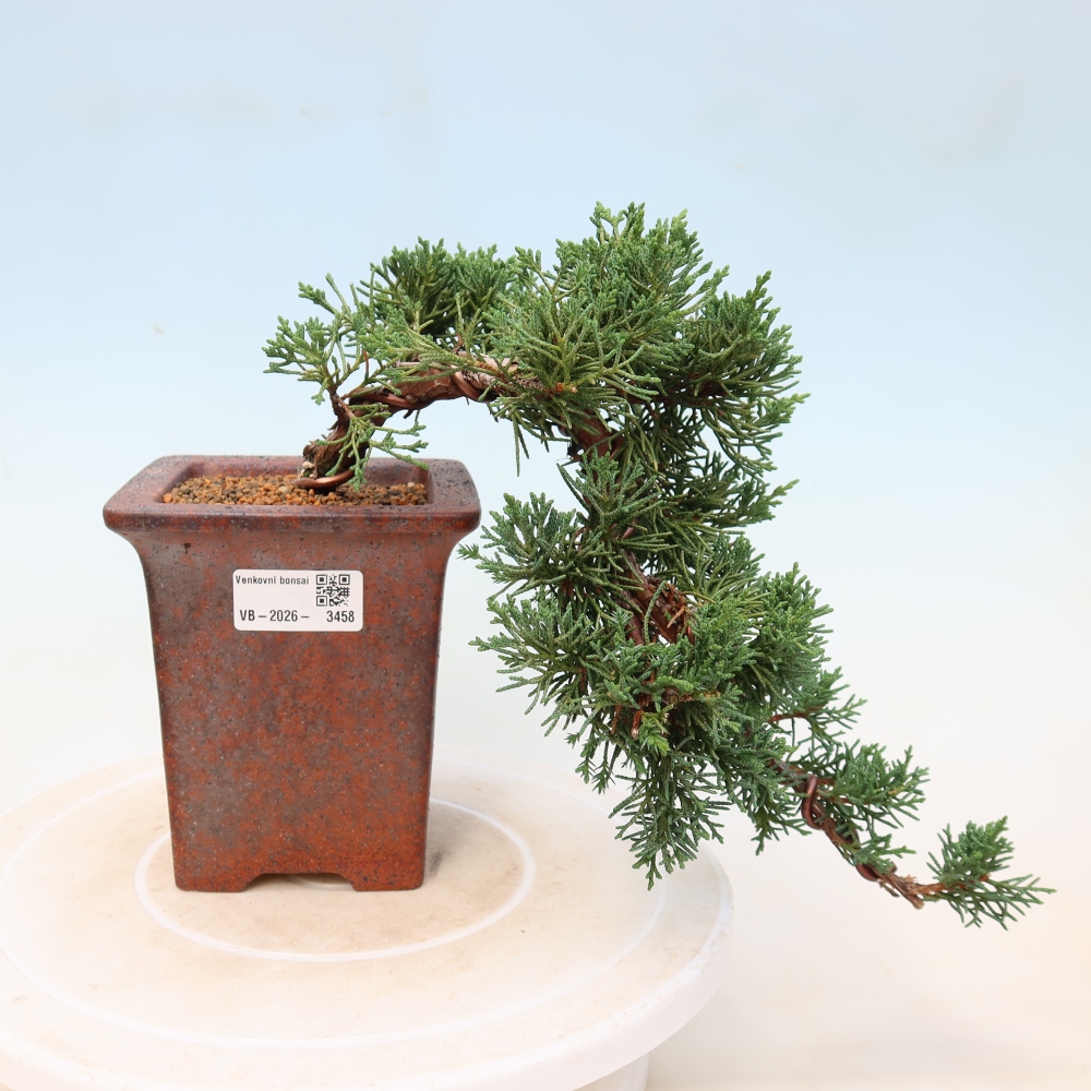 Bonsai da esterno - Juniperus chinensis Kishu