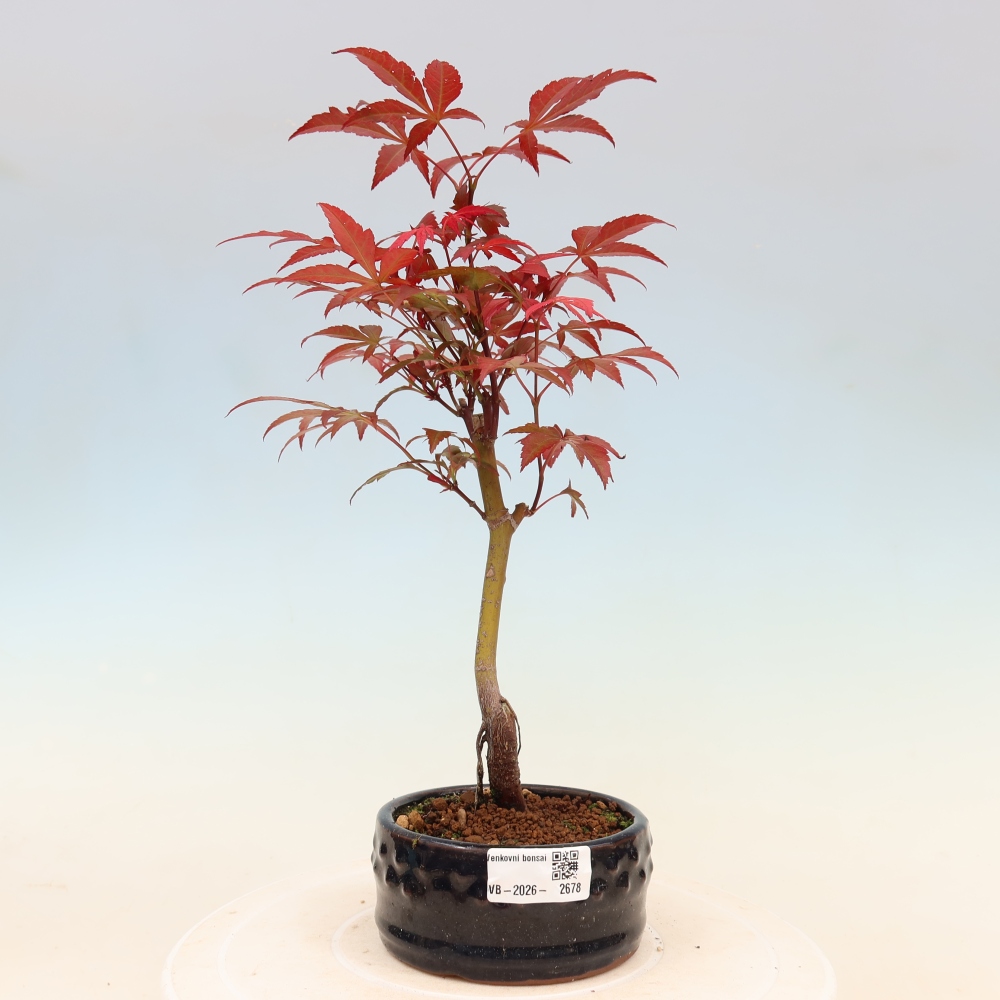 Bonsai da esterno - Palma Acer. Atropurpureum-Javor palmate
