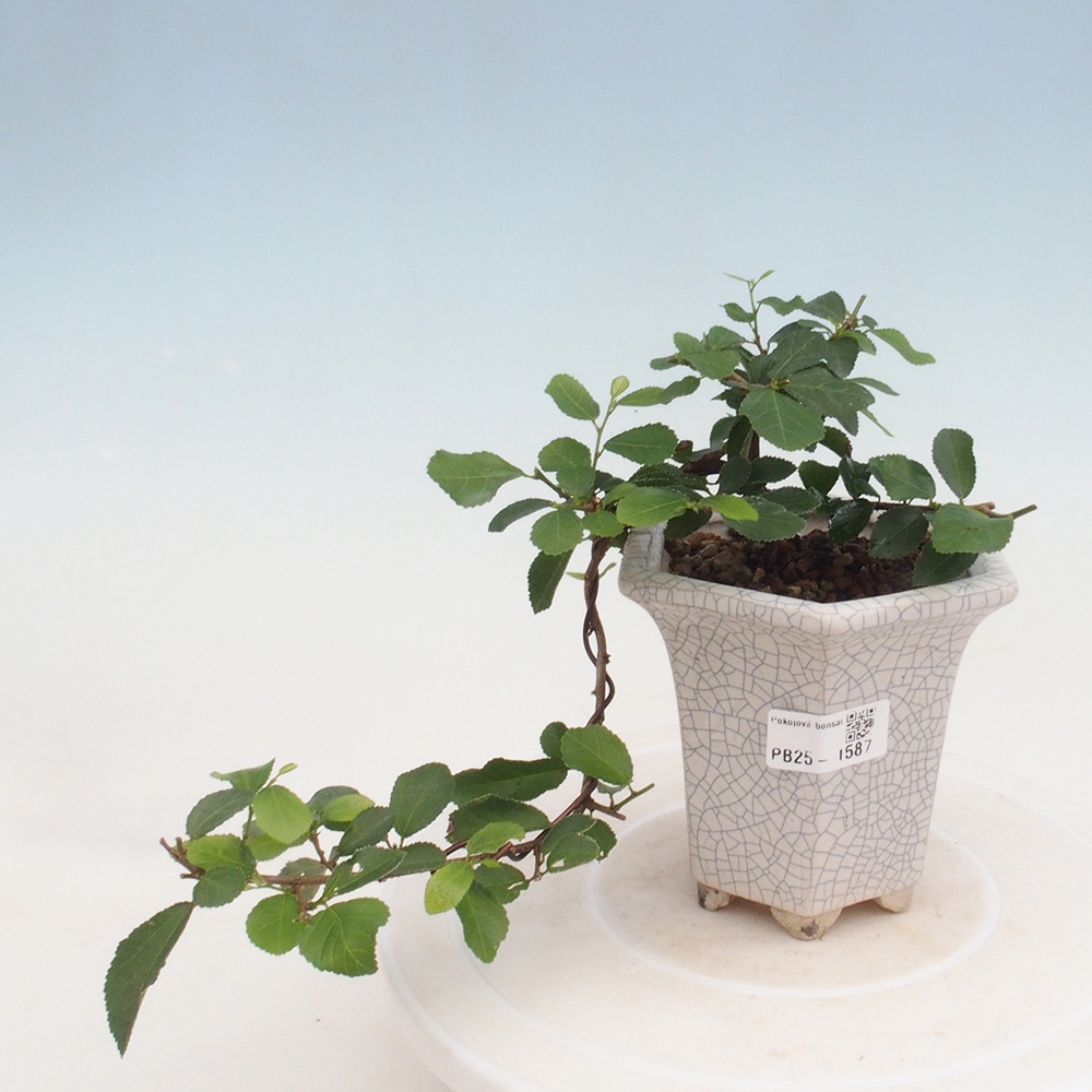 Bonsai da interno - Grewia occidentalis - Stella marina della lavanda