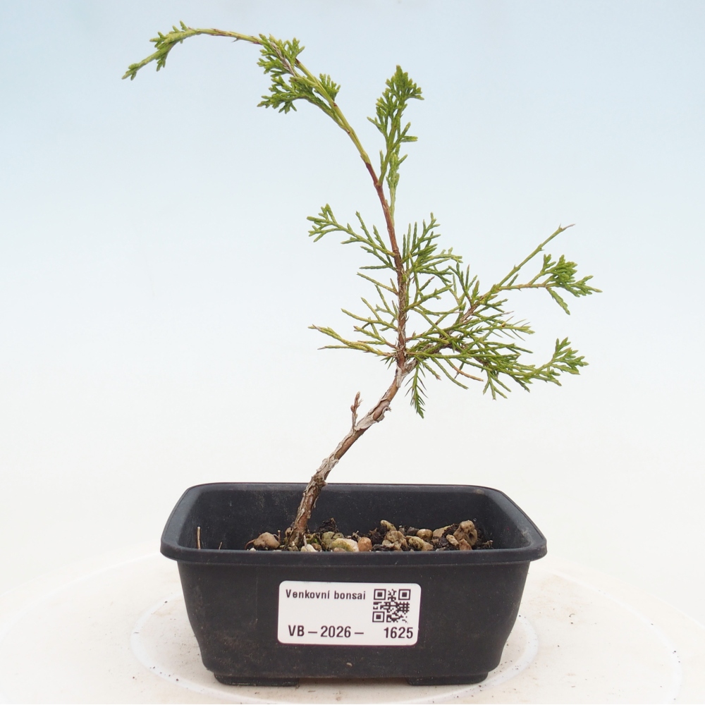 Bonsai da esterno - Juniperus chinensis Itoigawa