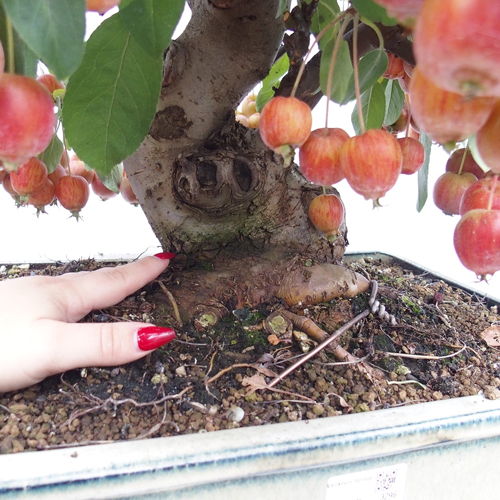 Bonsai da esterno -Malus halliana - Melo a frutto piccolo