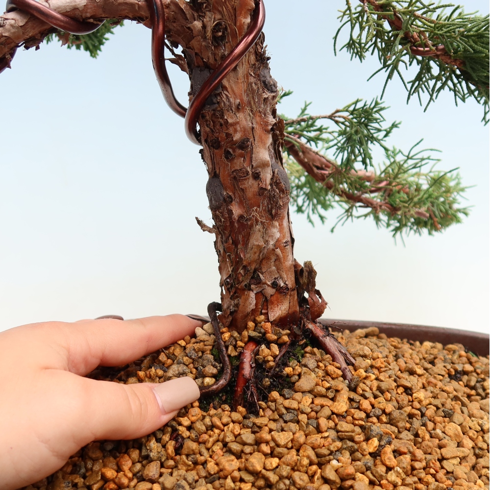 Bonsai da esterno - Juniperus chinensis Kishu