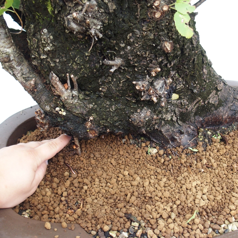 Bonsai da esterno - Mahalebka - Prunus mahaleb