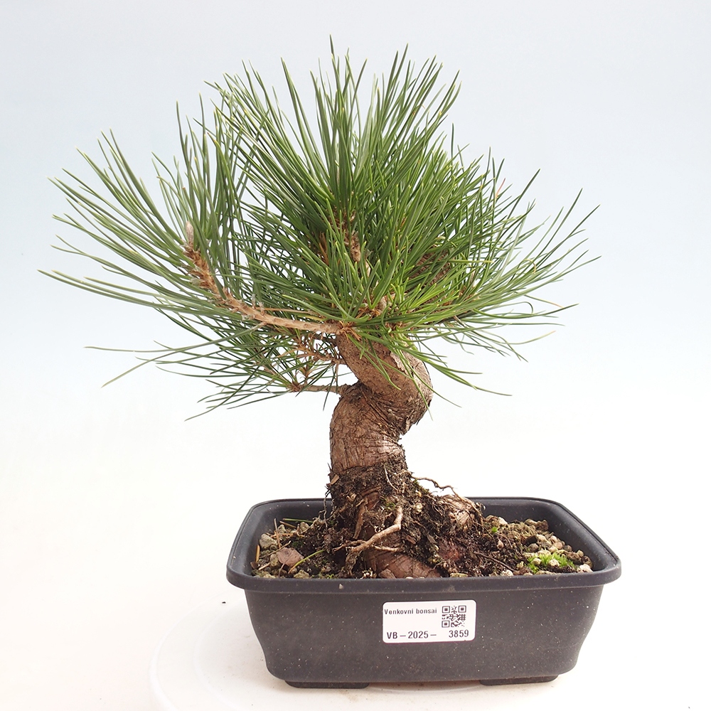 Bonsai da esterno - Pinus thunbergii - Pino di Thunberg