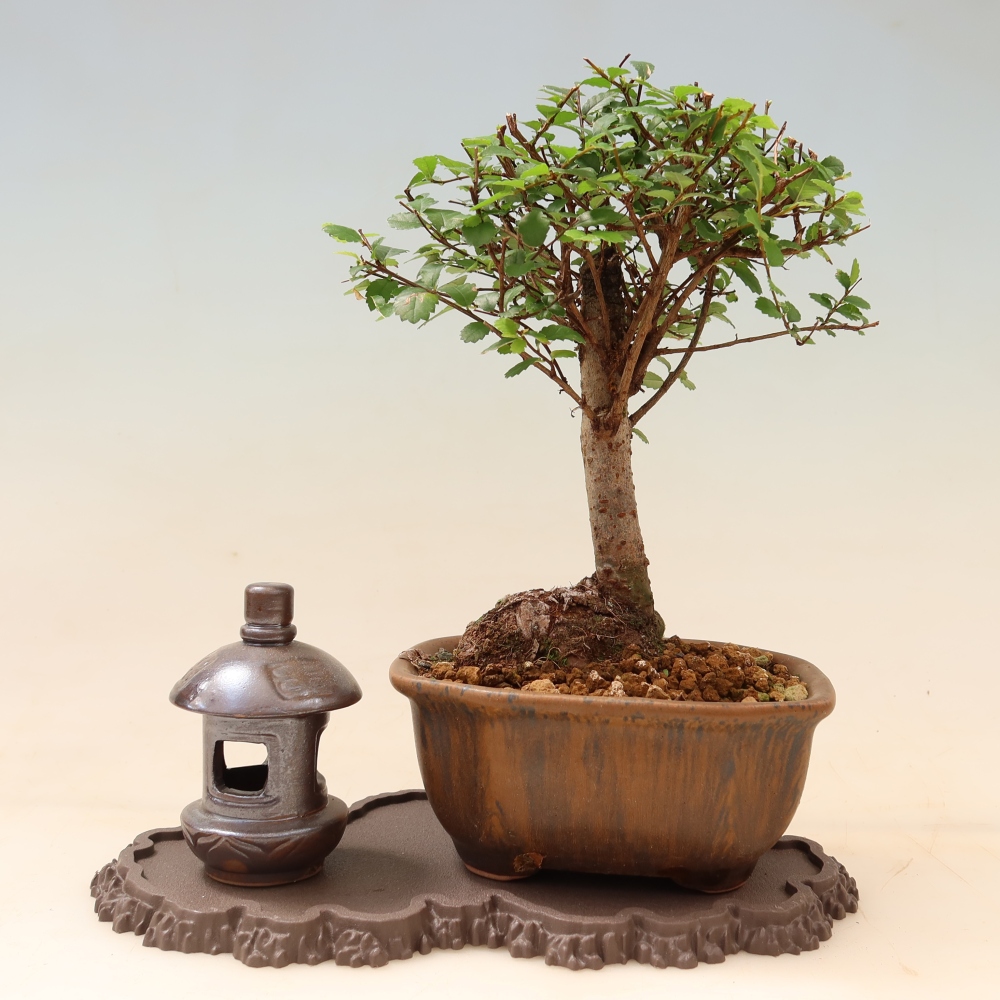 Base in plastica per bonsai 22,5 x 12 x 1 cm, colore marrone