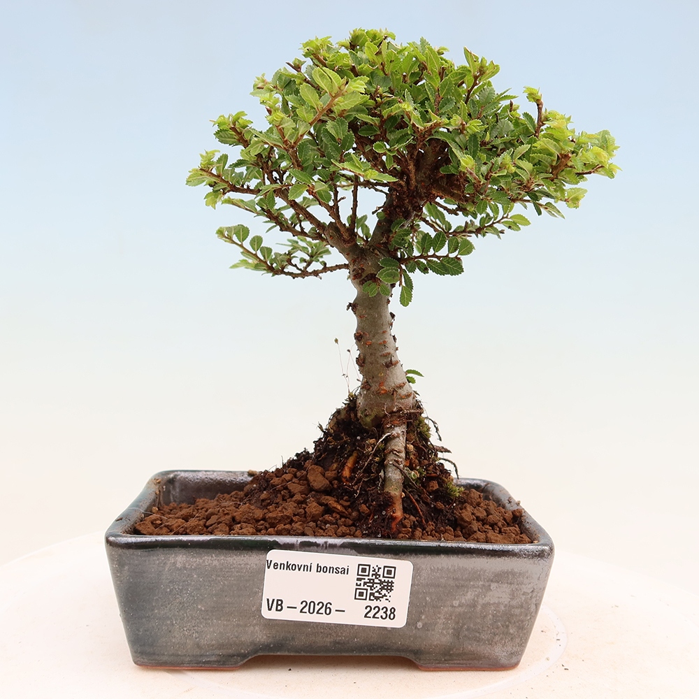 Bonsai da esterno - Ulmus parvifolia Sagei - Olmo a foglie piccole