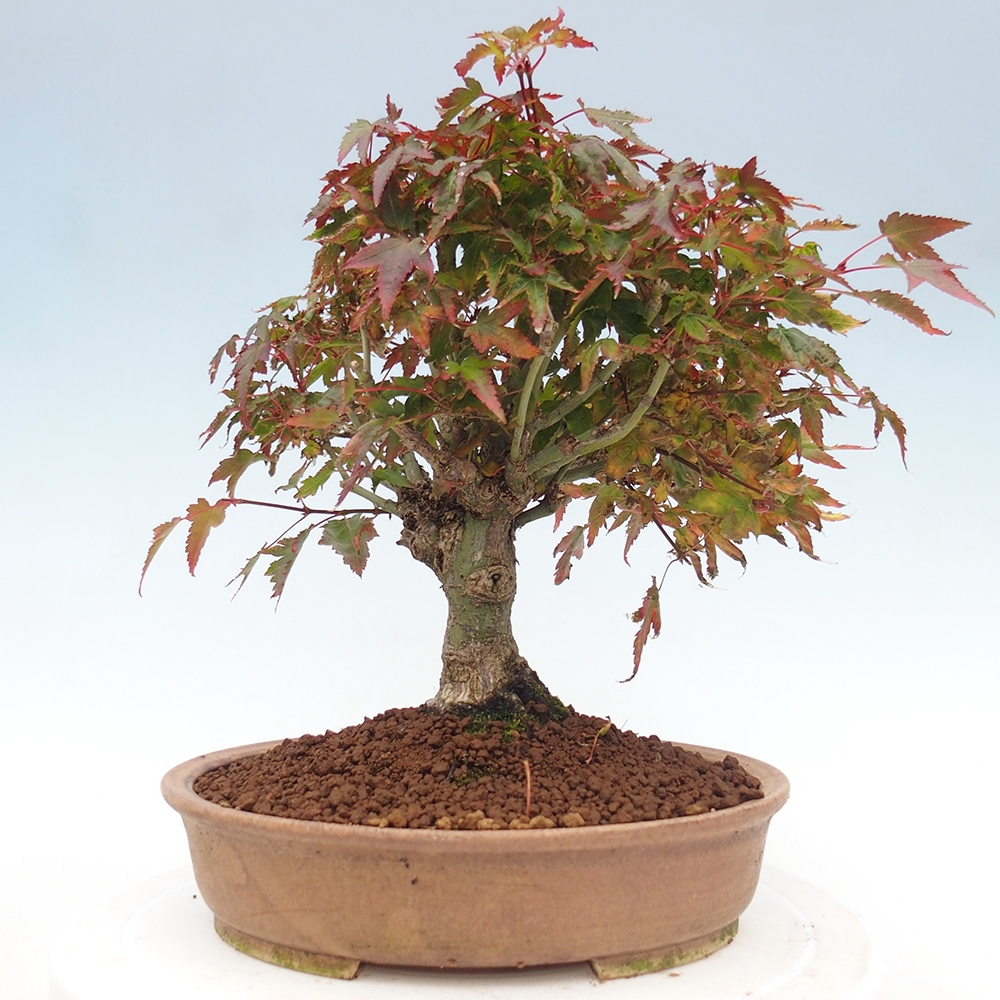 Acer palmatum KIOHIME - Acero palmato