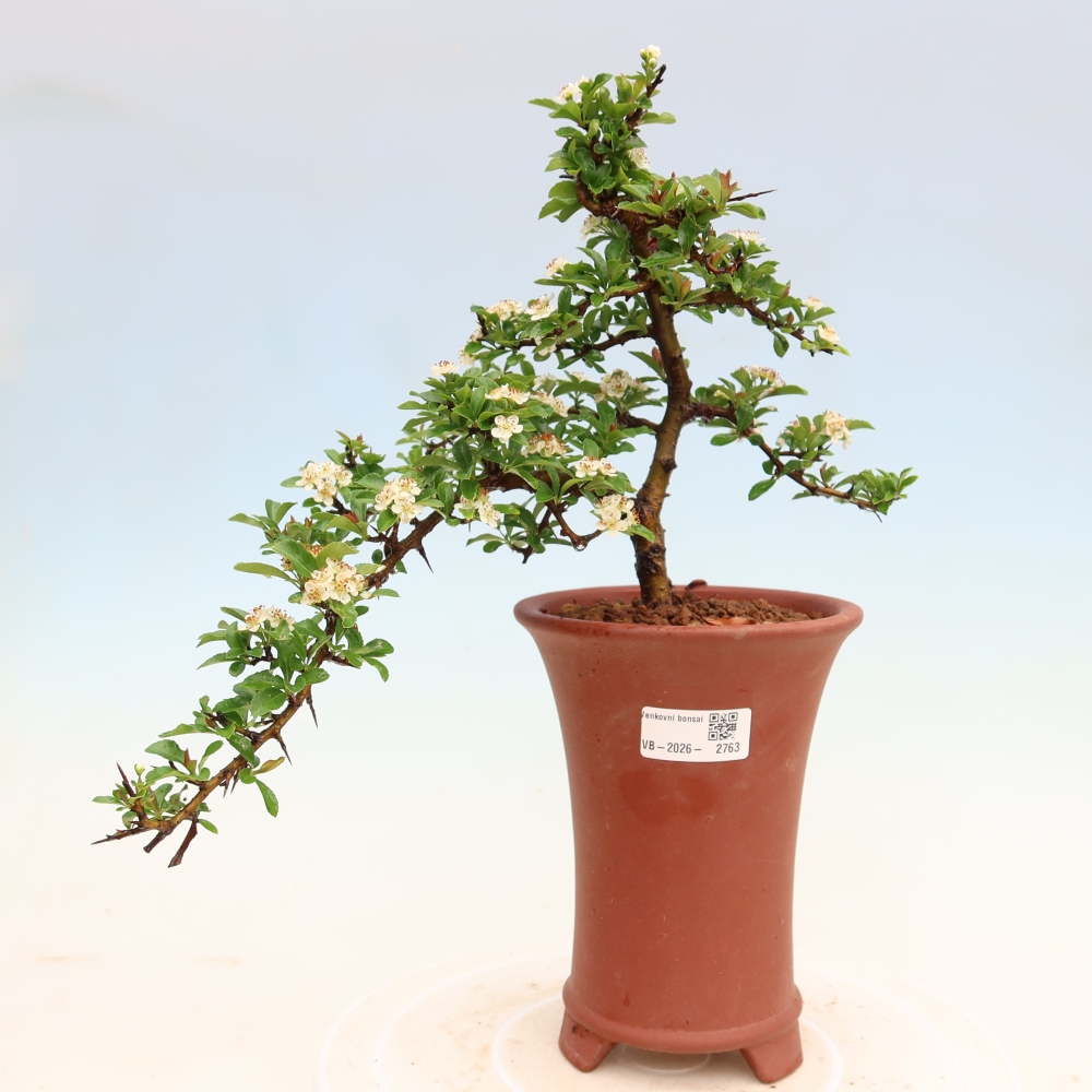 Bonsai da esterno - Pyracantha teton - Pyracantha scarlatta