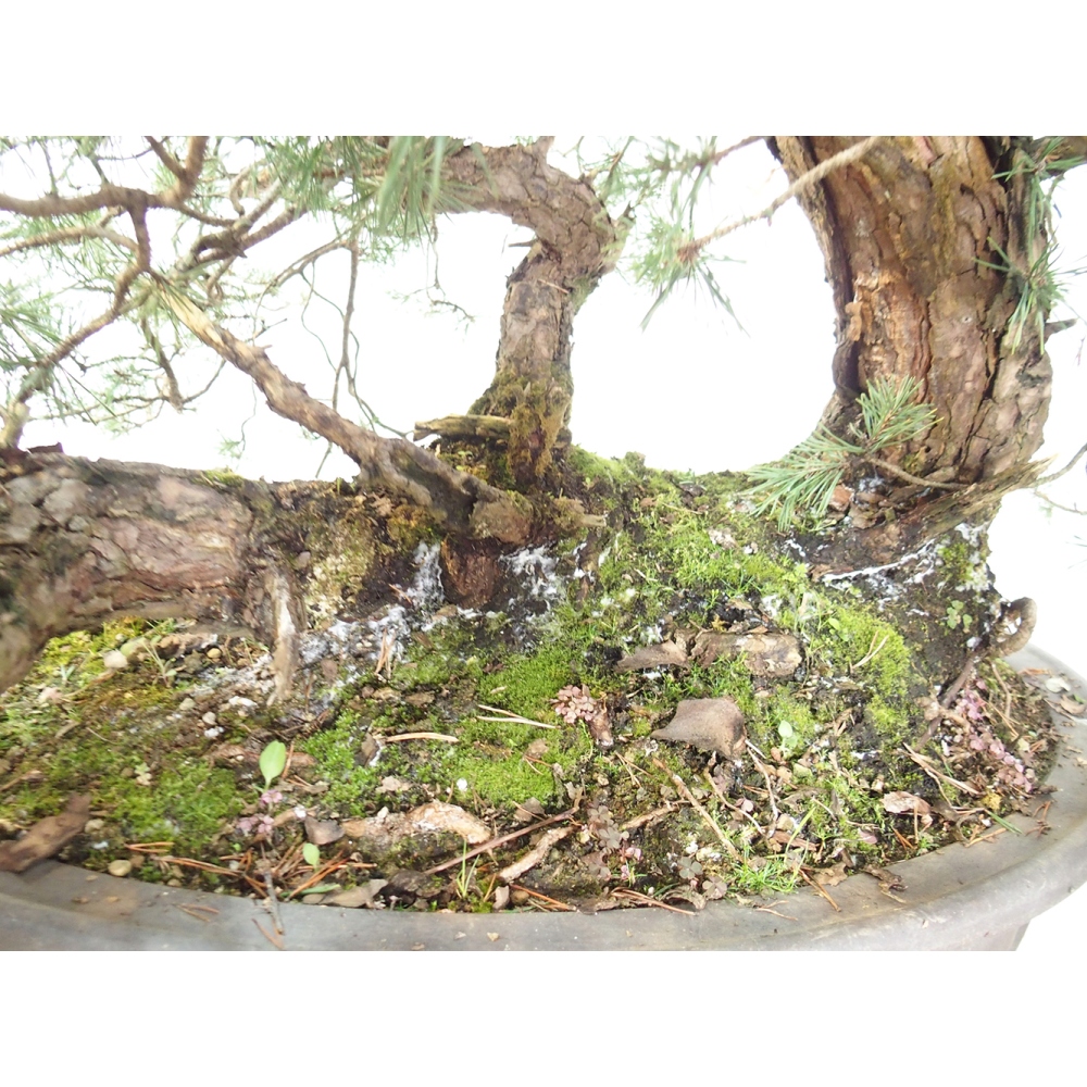 Yamadori - Pinus sylvestris Spagna