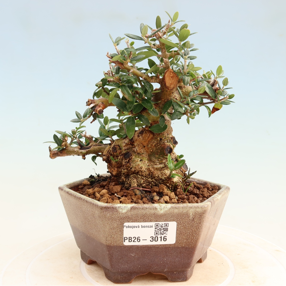 Bonsai da interno - Olea europaea sylvestris