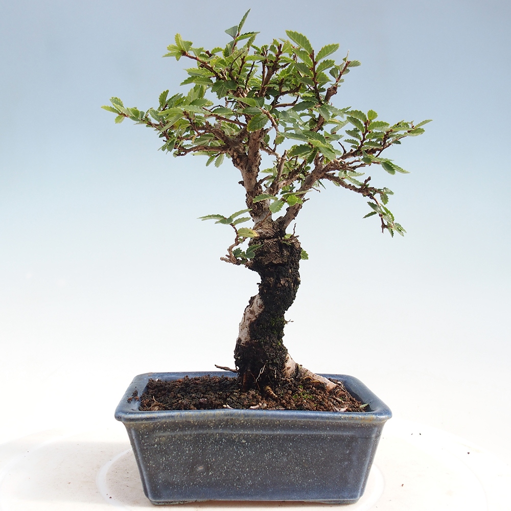 Bonsai da esterno - Zelkova - Zelkova NIRE