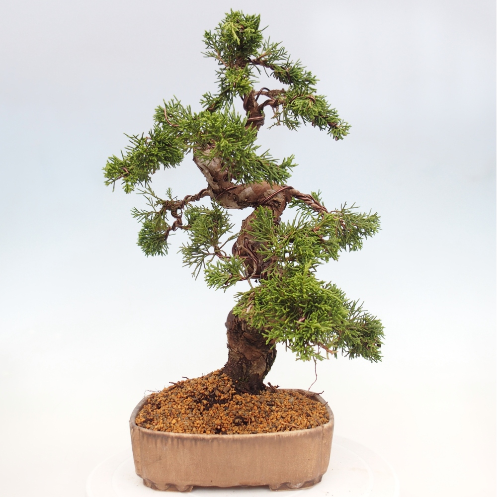 Bonsai da esterno - Juniperus chinensis Itoigawa