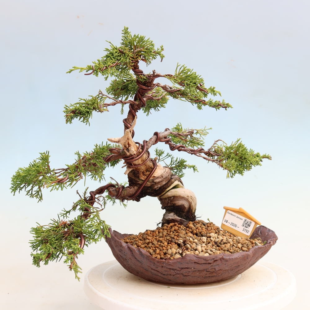 Bonsai da esterno - Juniperus chinensis Itoigawa-Juniperus chinensis