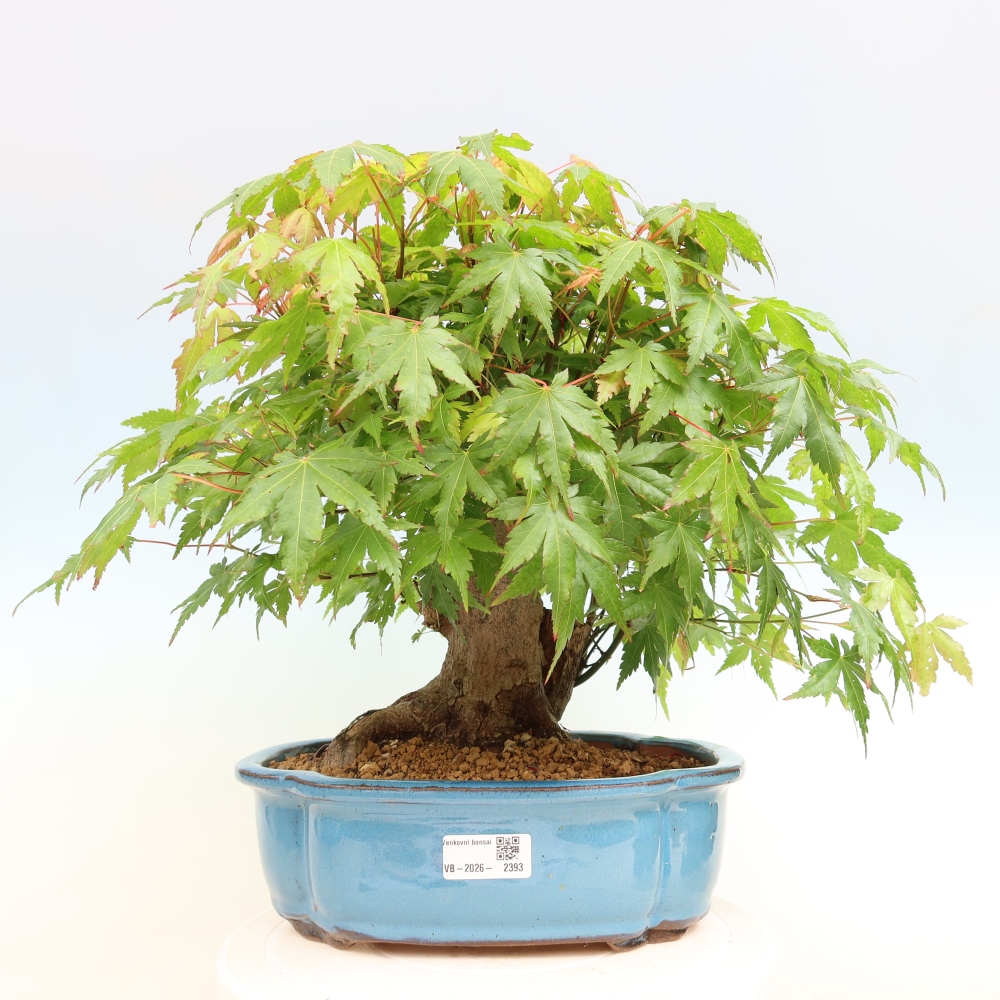 Bonsai da esterno - Acero Burger - Acer Burgerianum