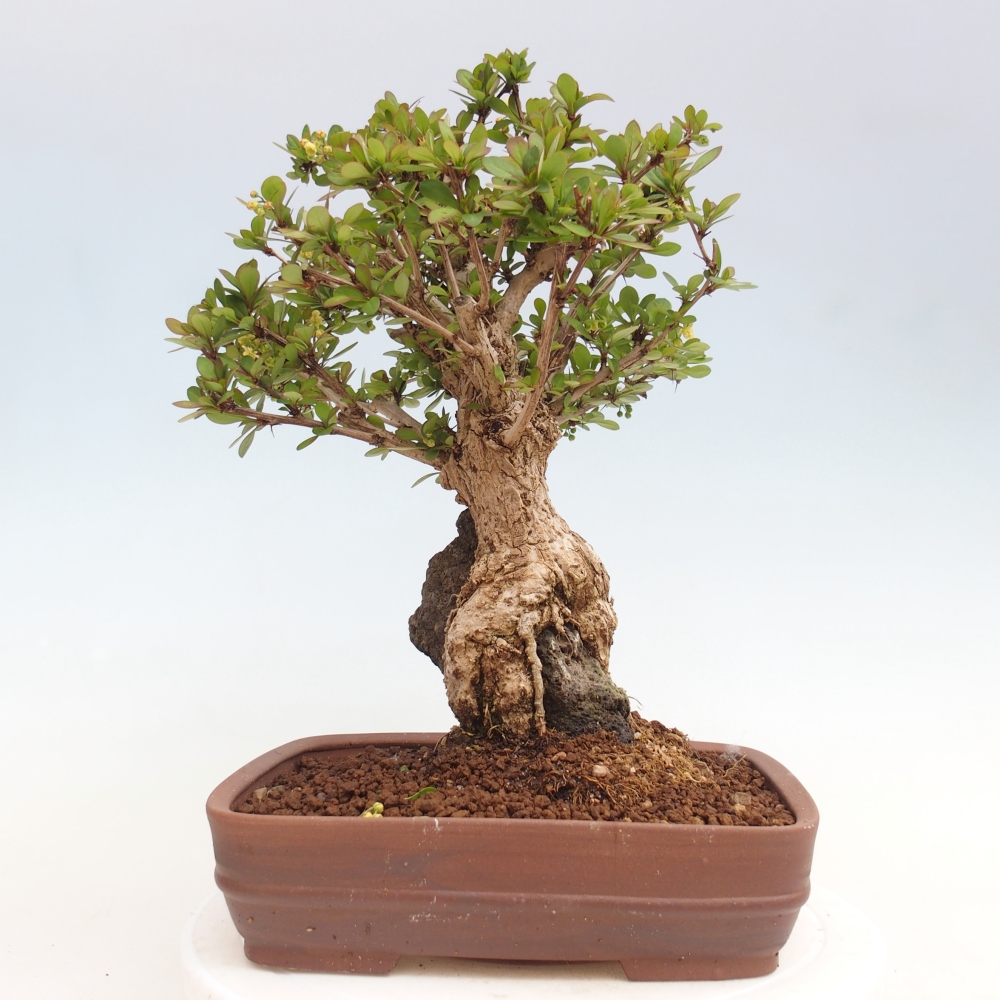Bonsai da esterno - Berberis coreana