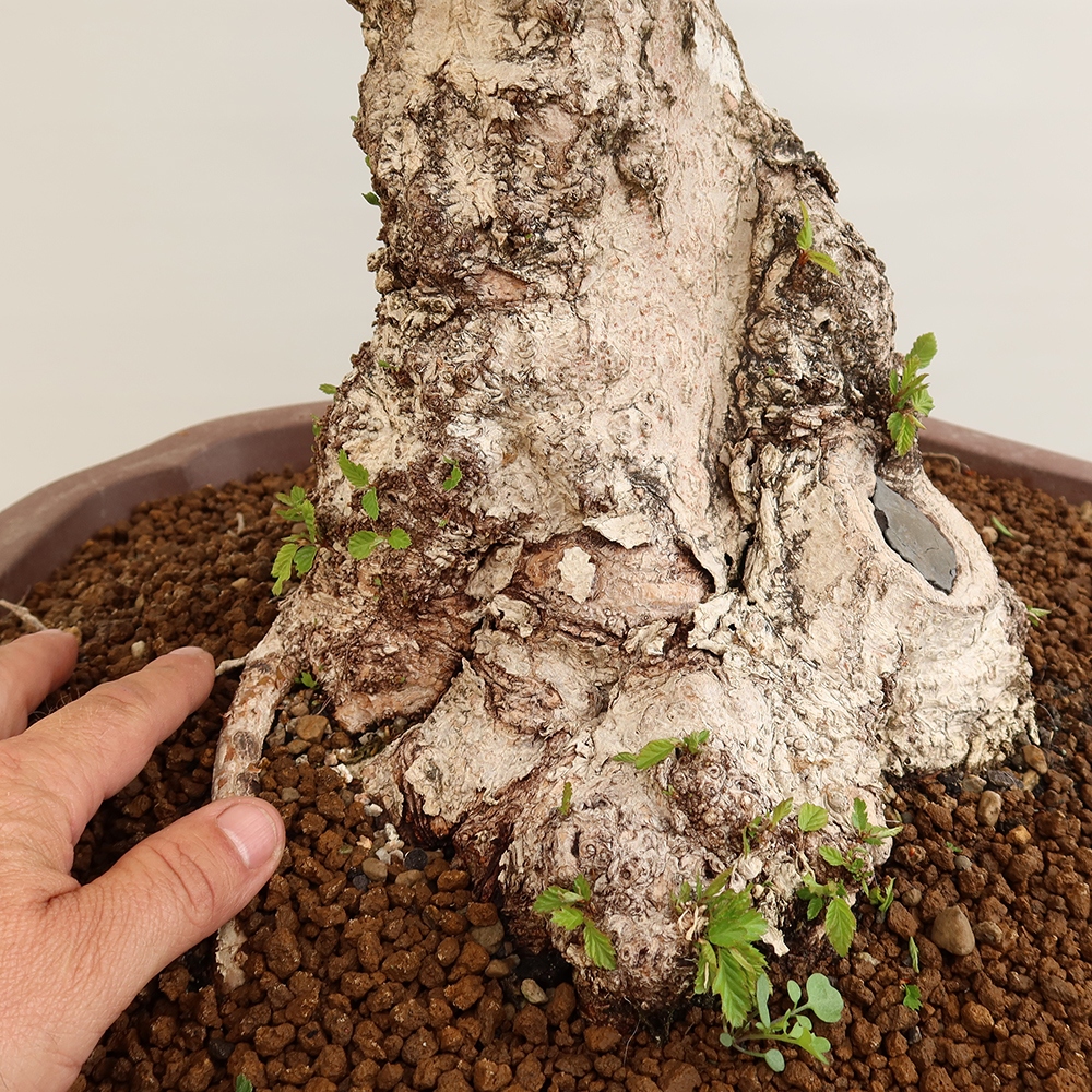 Bonsai da esterno -Carpinus Coreana - Carpino coreano