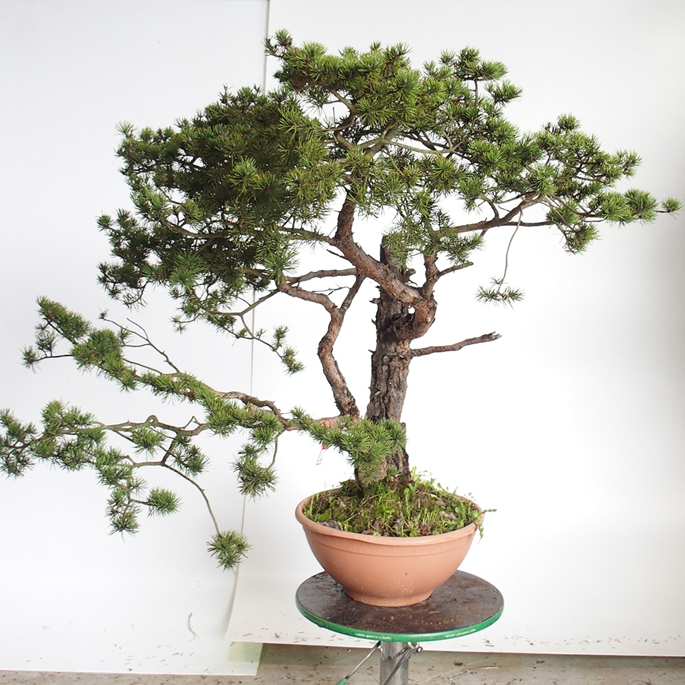 Yamadori - Pinus sylvestris Spagna