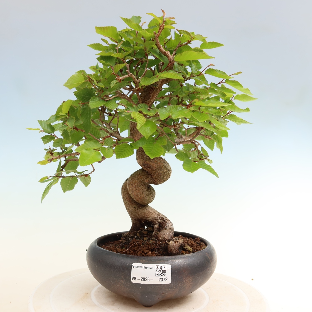 Bonsai da esterno -Carpinus Coreana - Carpino coreano