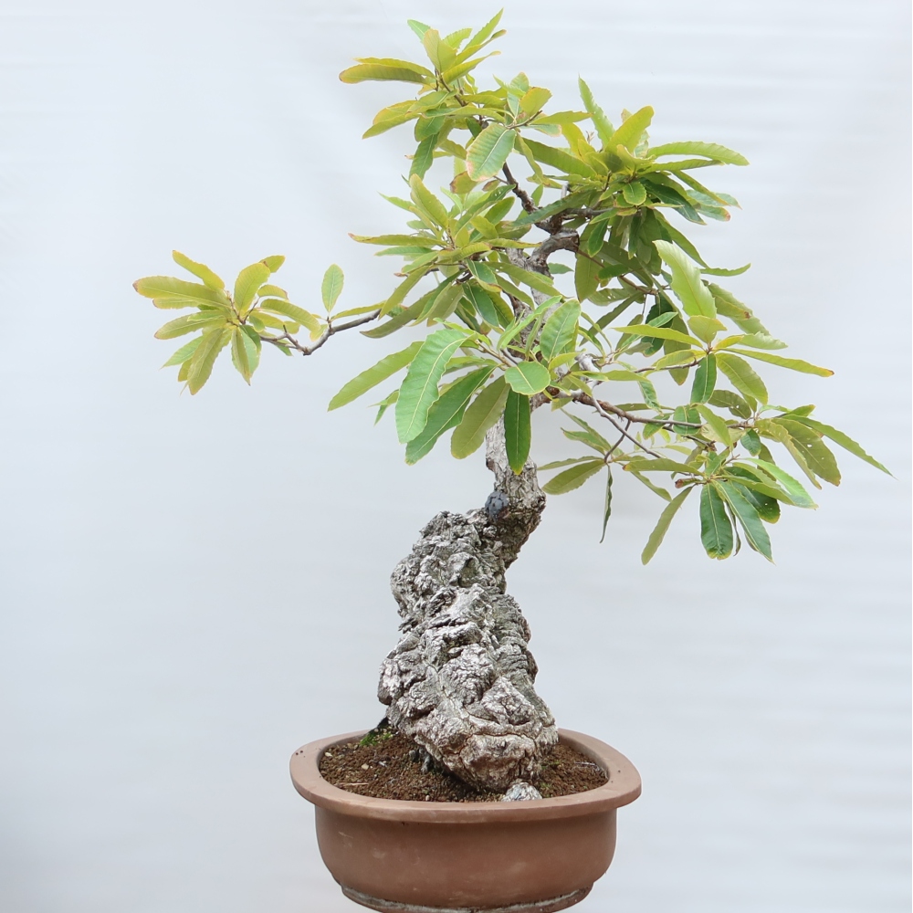 Bonsai da esterno - Quercus castaneifolia  - Quercia a foglia di castagno