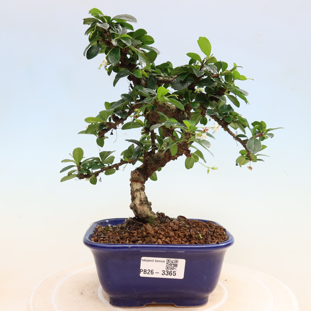 Camera bonsai - Carmona macrophylla - Tea fuki