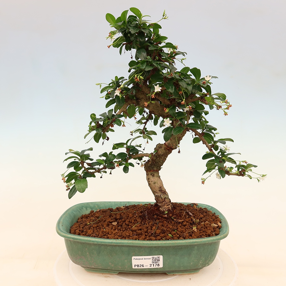 Camera bonsai - Carmona macrophylla - Tea fuki