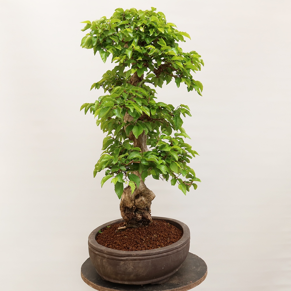 Bonsai da esterno -Carpinus Coreana - Carpino coreano