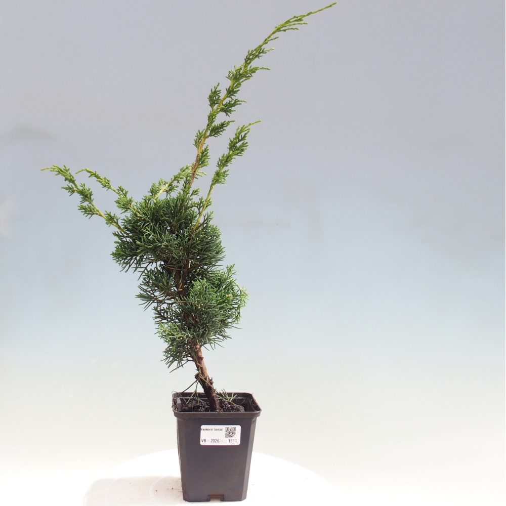 Bonsai da esterno - Juniperus chinensis Kishu